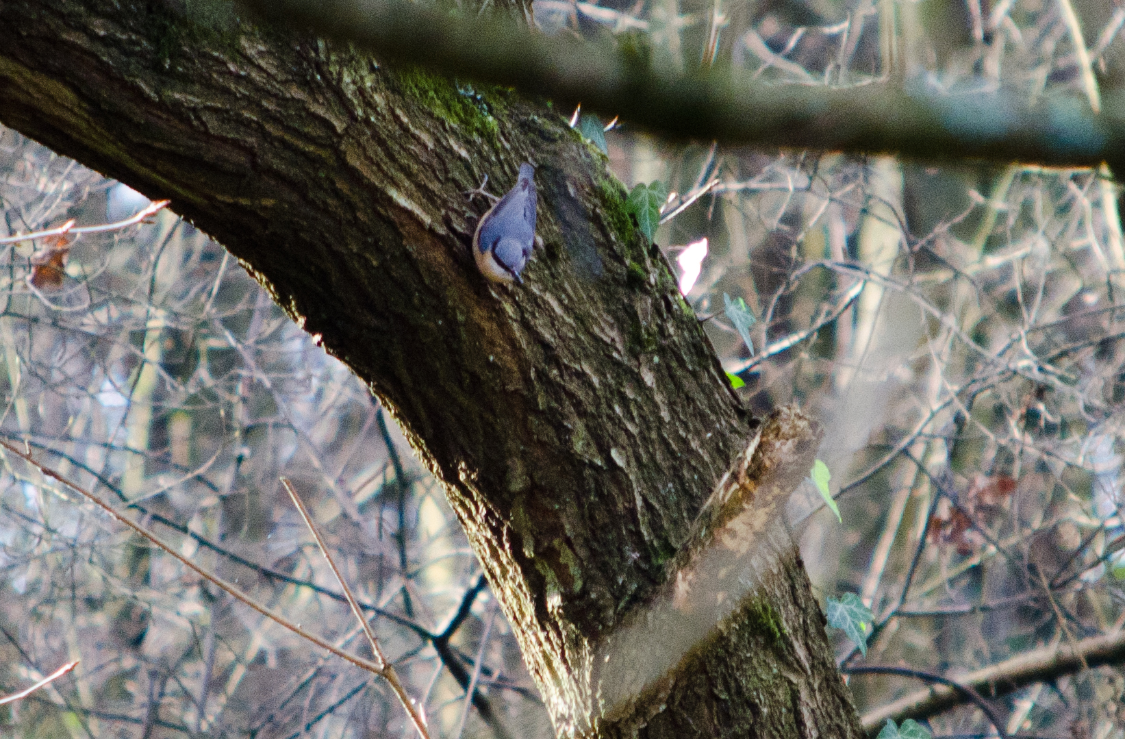 Nuthatch
