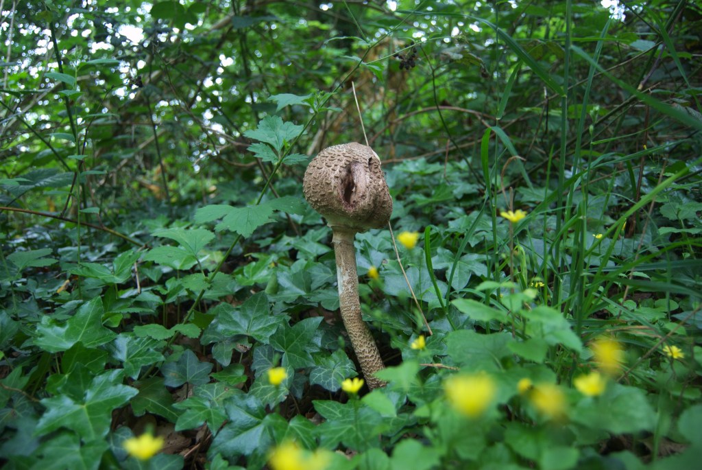 Parasol mushroom