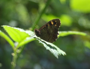 Speckled wood