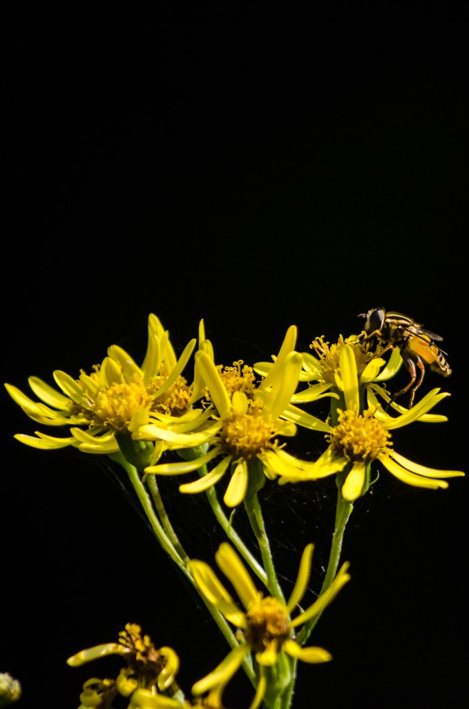 Hoverfly crop